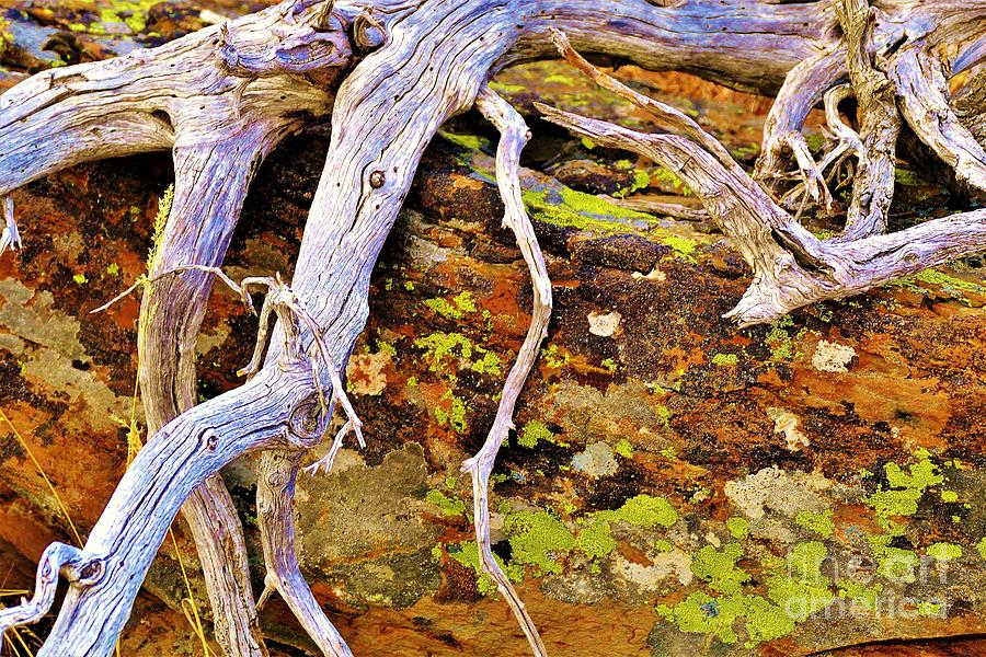 Lichen Photograph - Lichen Art by Michele Penner
