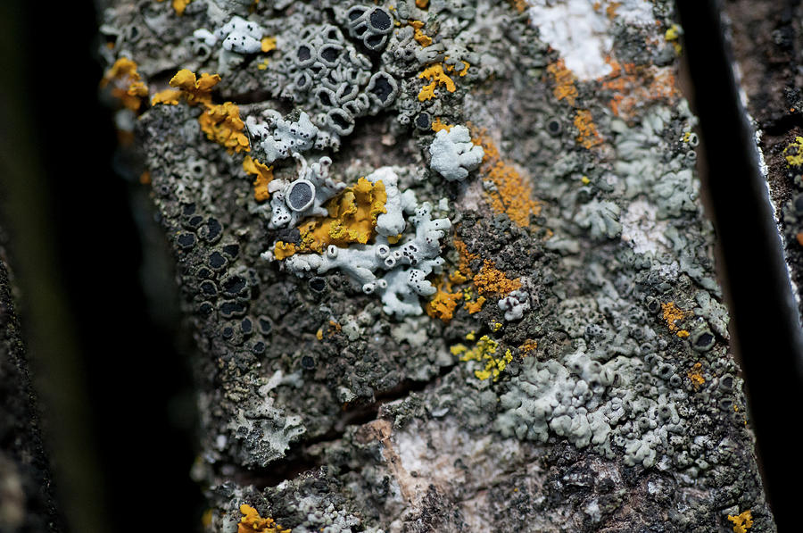 Lichen At The Top Photograph by Wilma  Birdwell