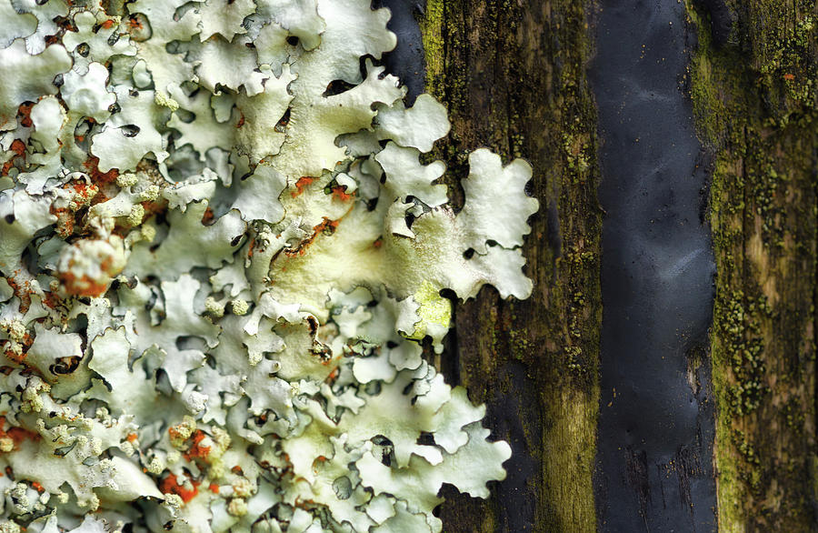 Nature Photograph - Lichen by Christopher Johnson