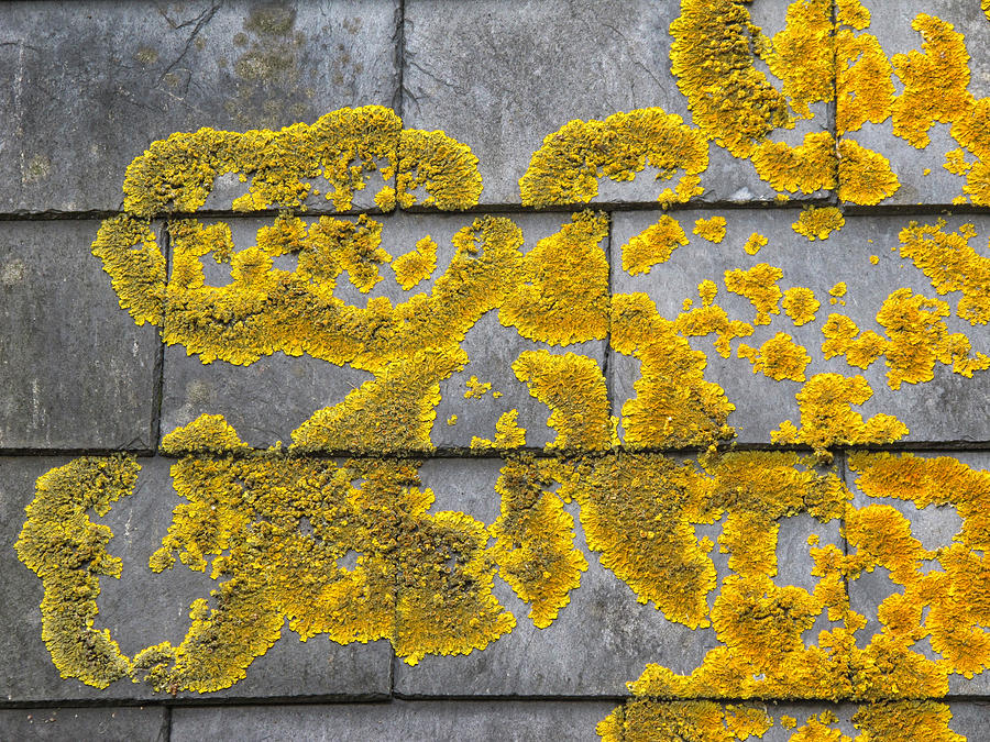 Lichen Photograph by Dave Mills