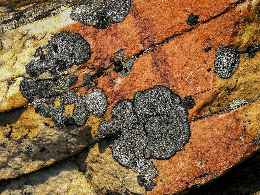 Nature Photograph - Lichen Design by Jean Noren by Jean Noren