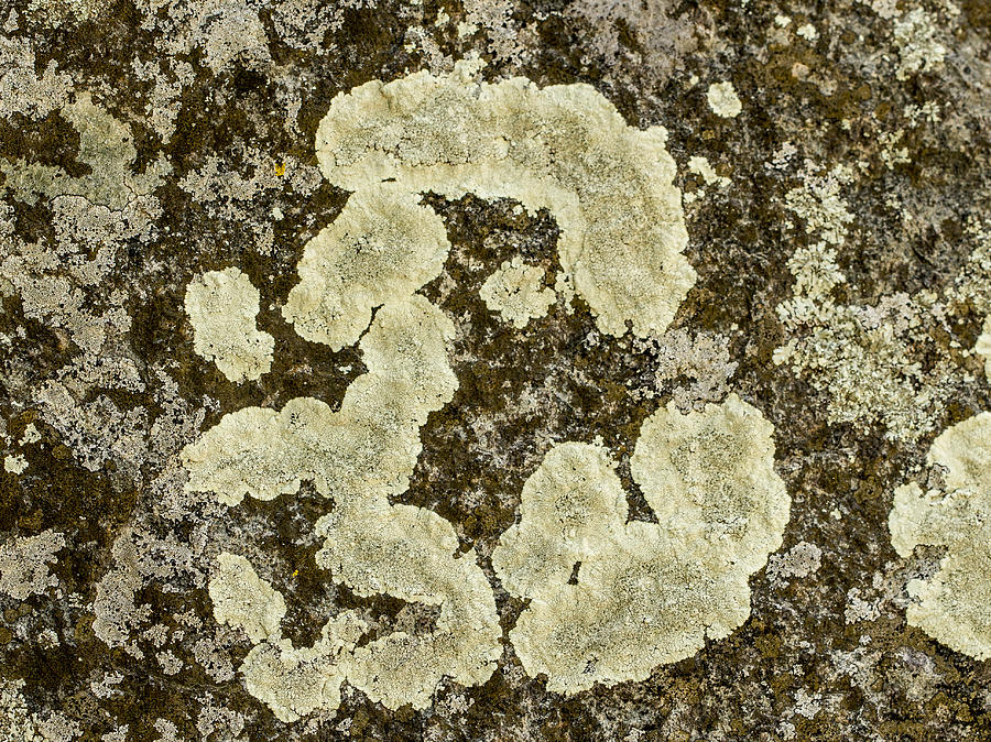 Lichen Design 2 Photograph by Jean Noren