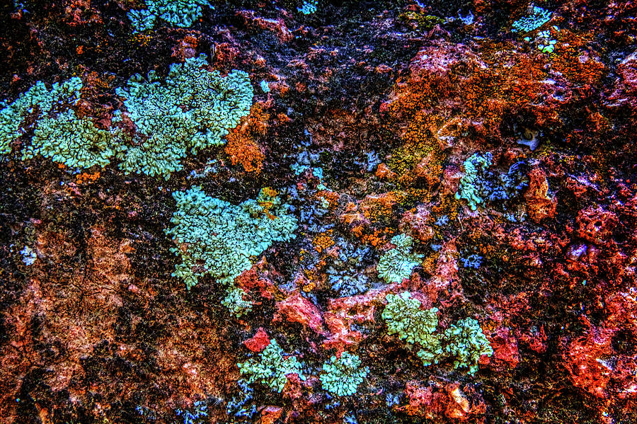 Lichen Detail No. 03 Photograph by Roger Passman