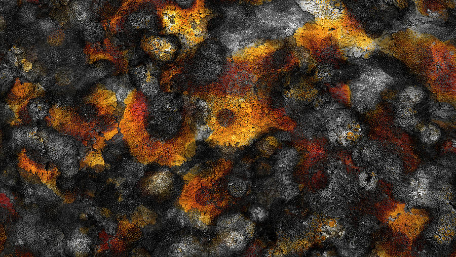 Lichen Painting by Frank Tschakert