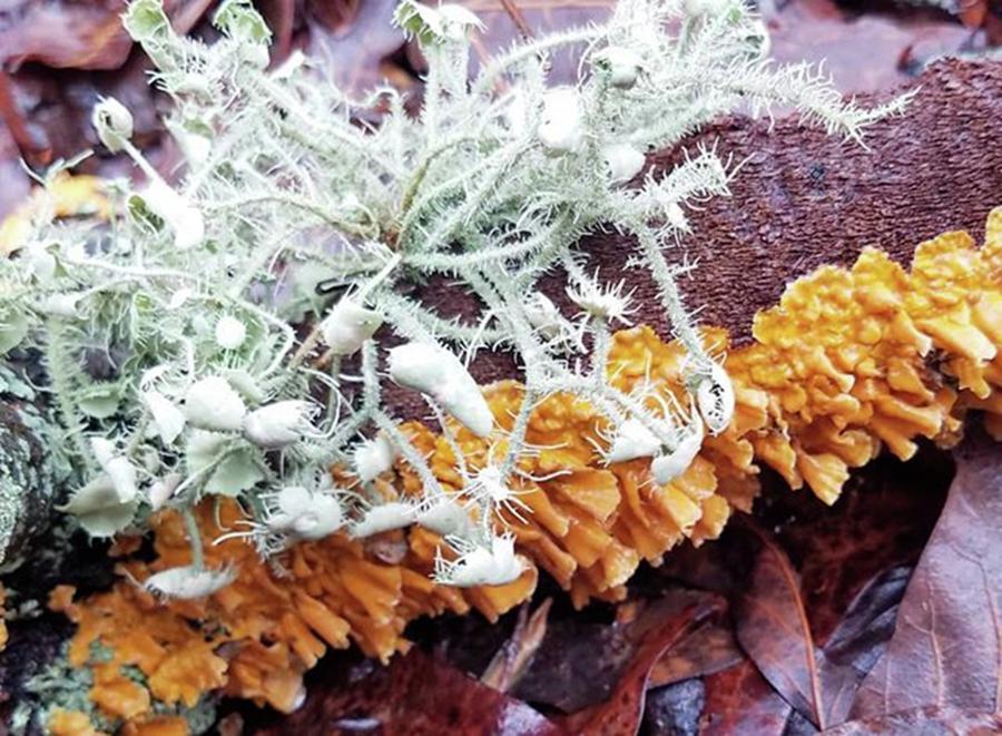 Nature Photograph - #lichen #fungus  #nature by Kazan Durante
