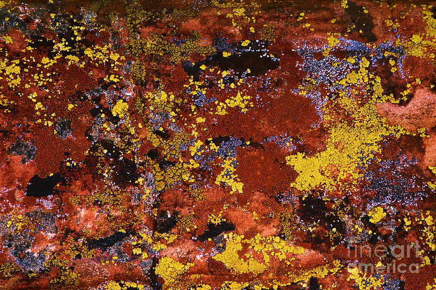 Lichen Photograph by Ken DePue