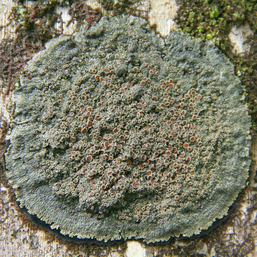 Nature Photograph - #lichen #life #tree #nature #macro by The Texturologist