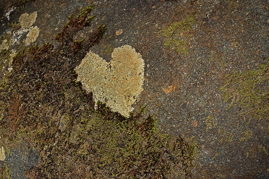 Lichen Love Photograph by Mike Eingle