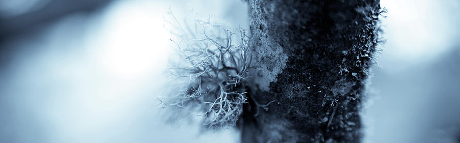 Lichen Macro 1206 Nature Abstract Photograph by Frank Tschakert