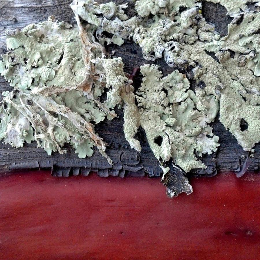 Nature Photograph - #lichen #manzanita #wood #tree #bark by The Texturologist