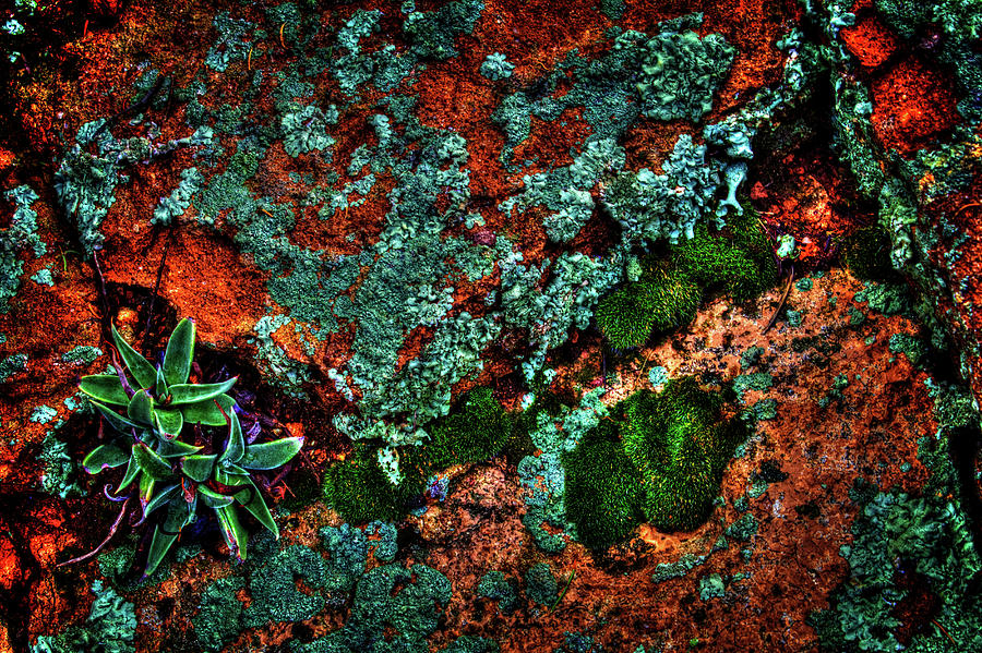 Lichen, Moss And Desert Sage Photograph