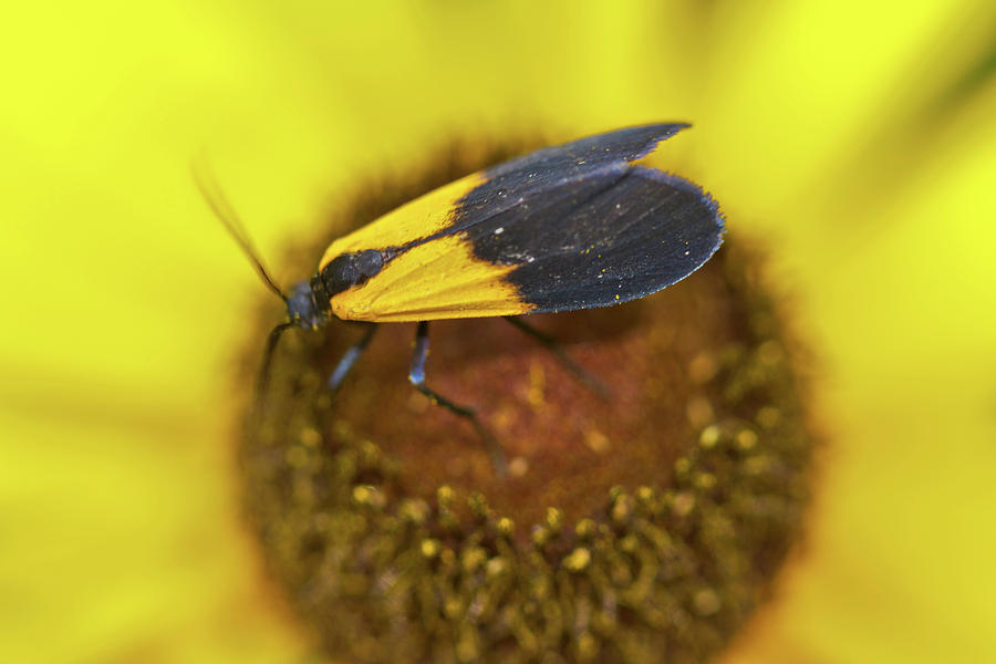 Lichen Moth - Lycomorpha pholus 70816 Photograph by Carol Senske