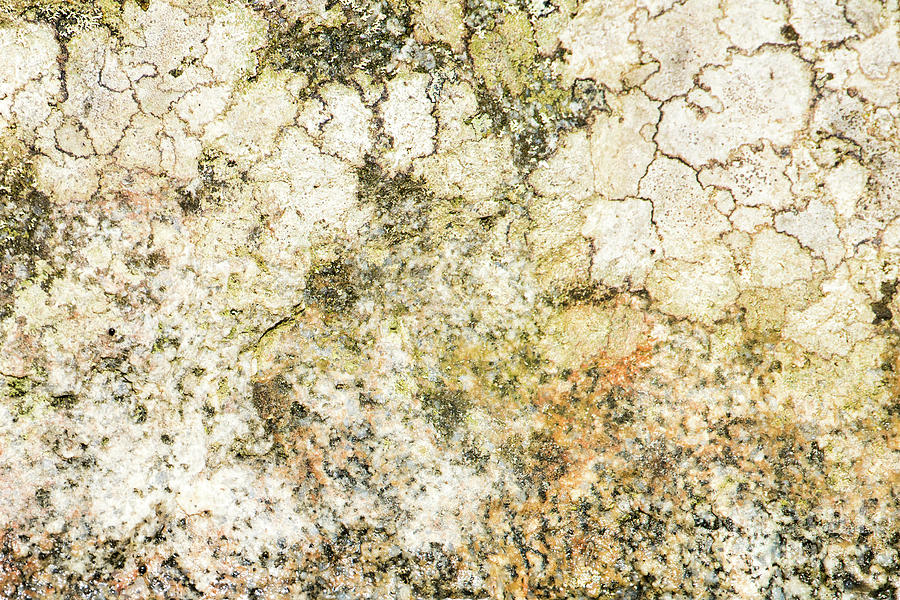 Lichen on a stone, background Photograph by Torbjorn Swenelius