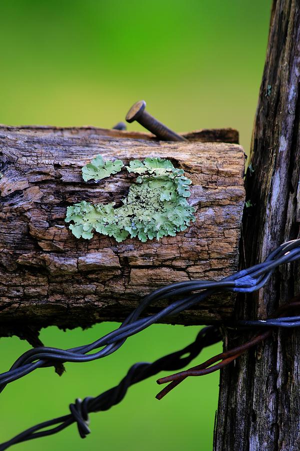 Lichen On Barbed Wire Fence Photograph by Carol Montoya
