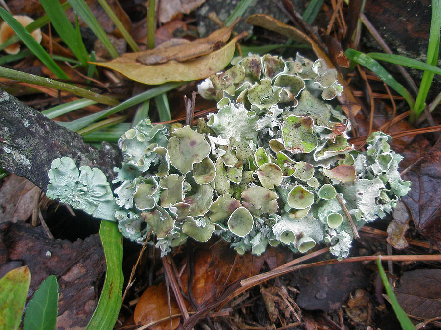 Nature Photograph - Lichen on Dead Branch Outer Banks North Carolina USA by Carol Senske