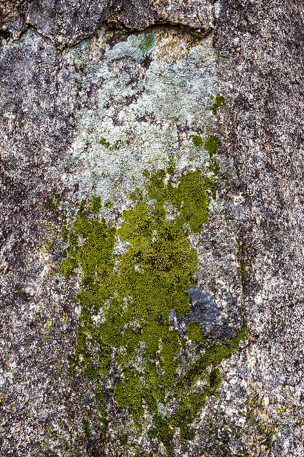Lichen on Granite Photograph by Steven Ralser