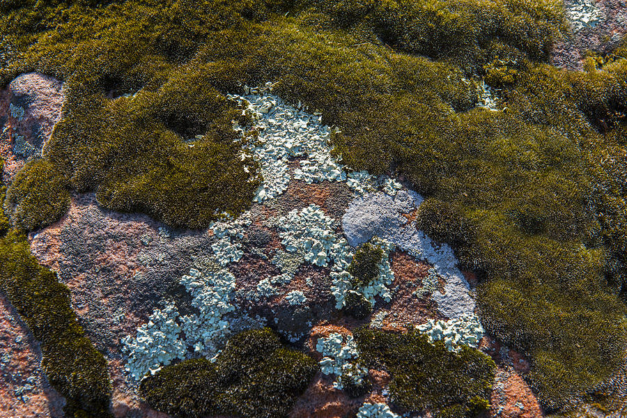 Lichen on Mossy Rock Photograph by David Drew