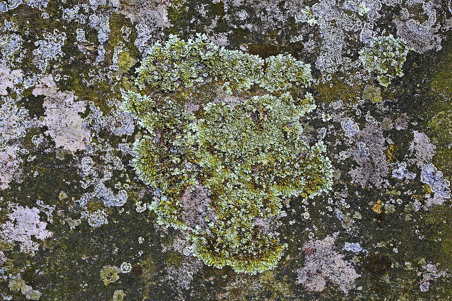 Lichen on New England Stone Photograph by Mary Bedy