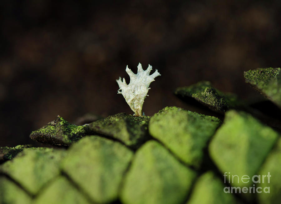Lichen On Pine Cone Photograph by Perry Van Munster