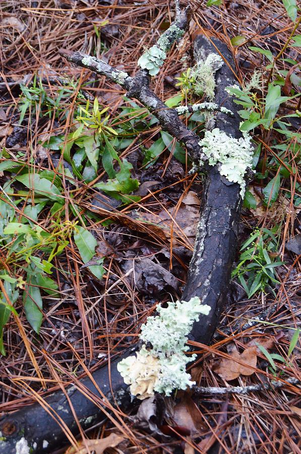 Lichen On Pine Limb Photograph by Warren Thompson