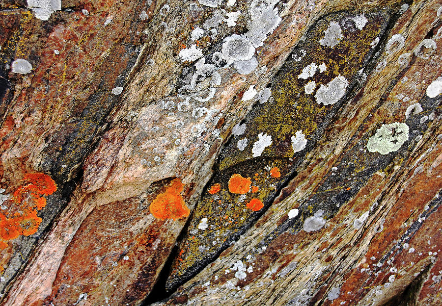 Lichen On Rock Photograph by Debbie Oppermann
