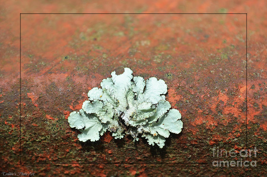 Lichen on Rust Photograph by Debbie Portwood