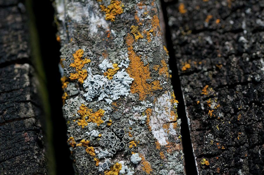 Lichen On The Fence Photograph by Wilma  Birdwell