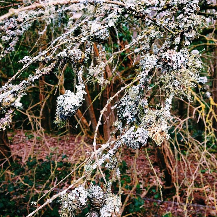 Winter Photograph - Lichen On The Walk Round The Farm by Lucy Walker Flowers