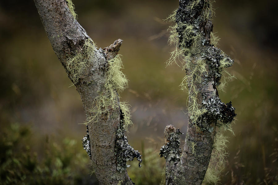 Nature Photograph - Lichen on Tree Bark by Christopher Johnson