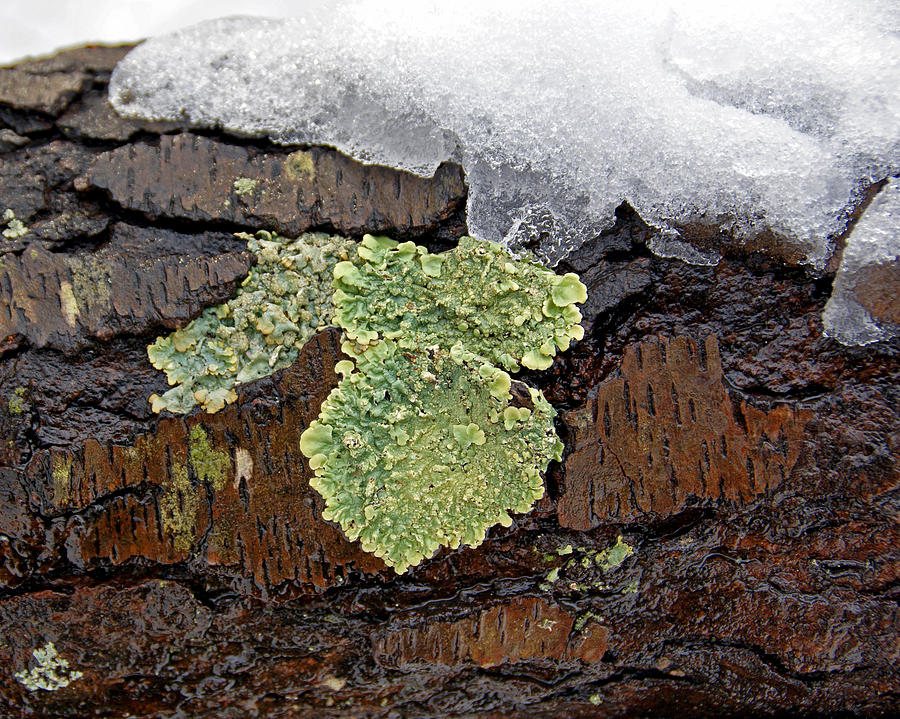 Nature Photograph - Lichen on Wet Bark by Lynda Lehmann