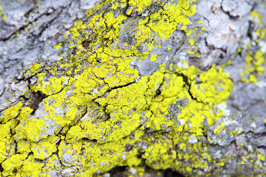 Lichen Pattern Photograph by Christina Rollo