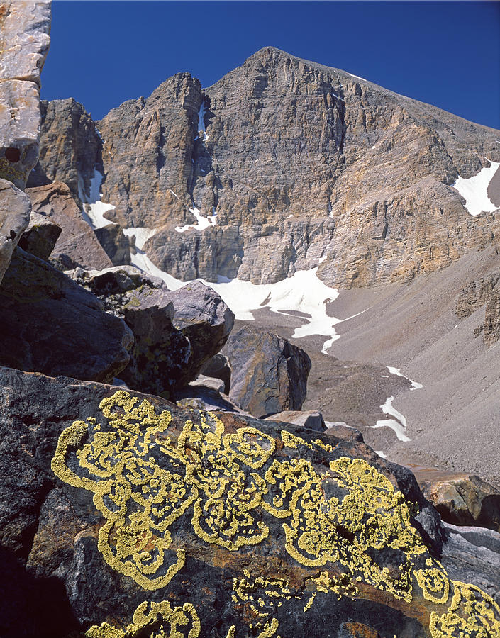311364-Lichen Patterns and Wheeler Peak, NV Photograph by Ed  Cooper Photography