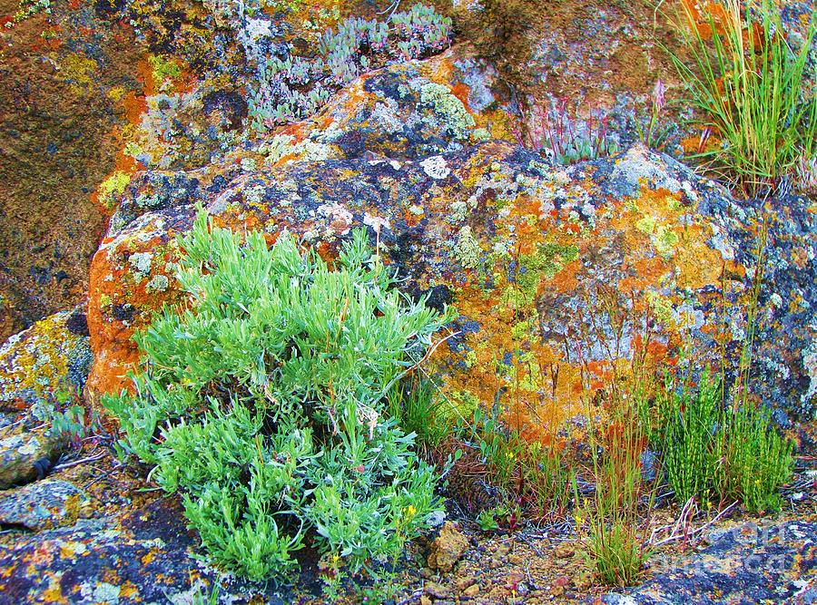 Lichen Rainbow   Photograph by Michele Penner