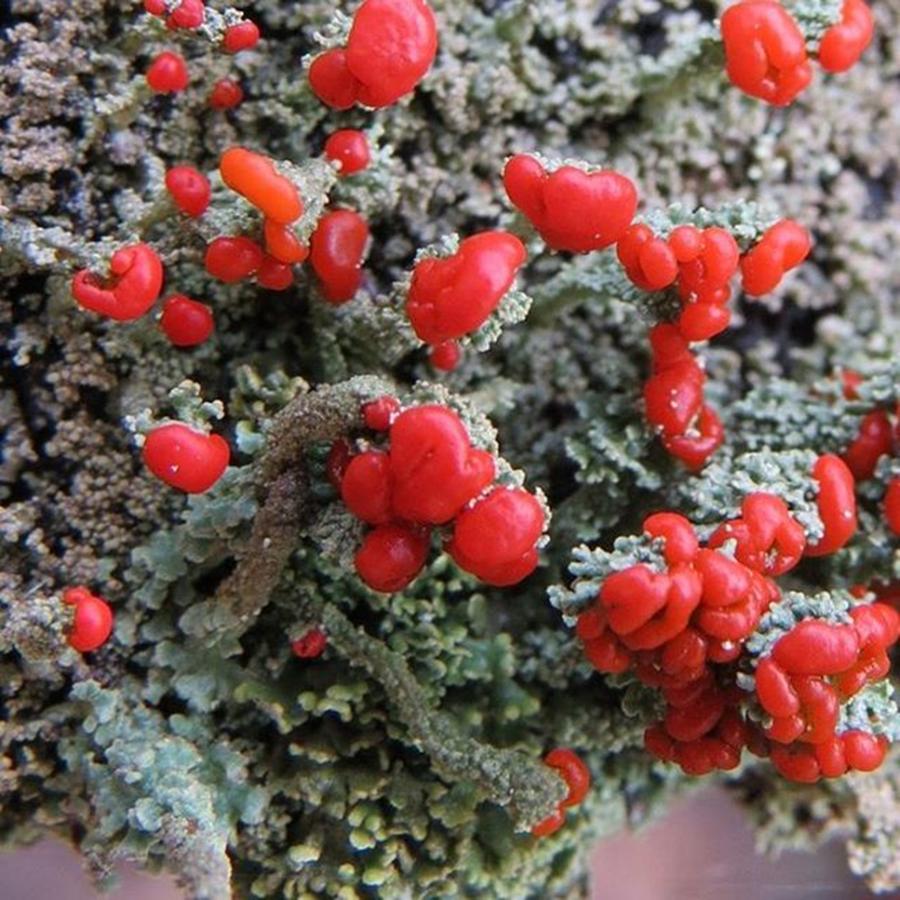 Fungus Photograph - Lichen Red For My Valentine By Tammy by Tammy Finnegan