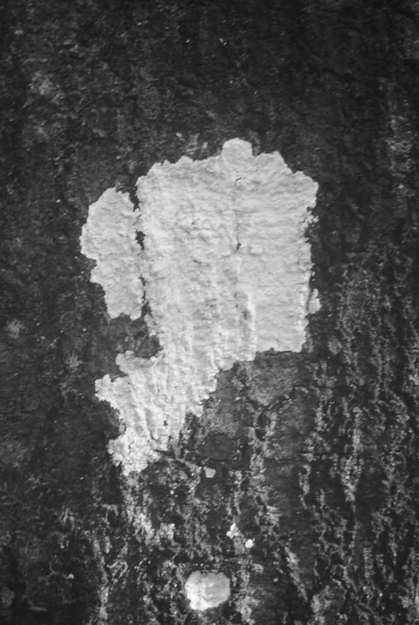 Lichen Shapes  Photograph by Warren Thompson