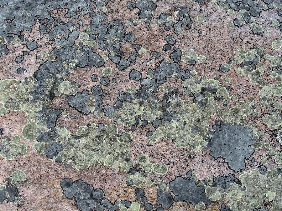 Lichen Stone Design Photograph by Joshua Bales