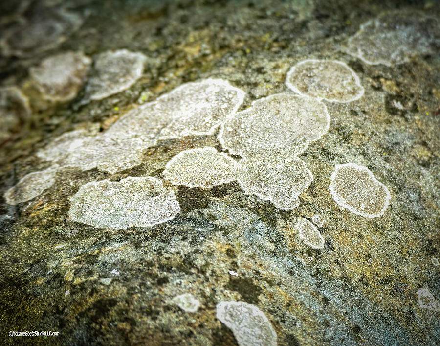 Lichen the Rock Photograph by LeeAnn McLaneGoetz McLaneGoetzStudioLLCcom