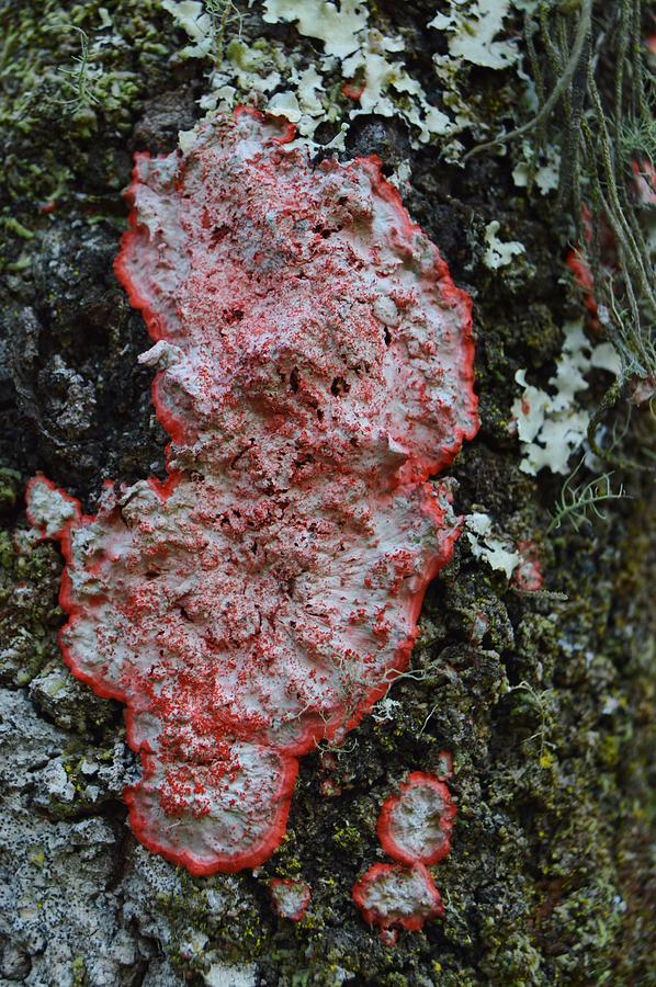 Lichen This 2 Photograph by Warren Thompson