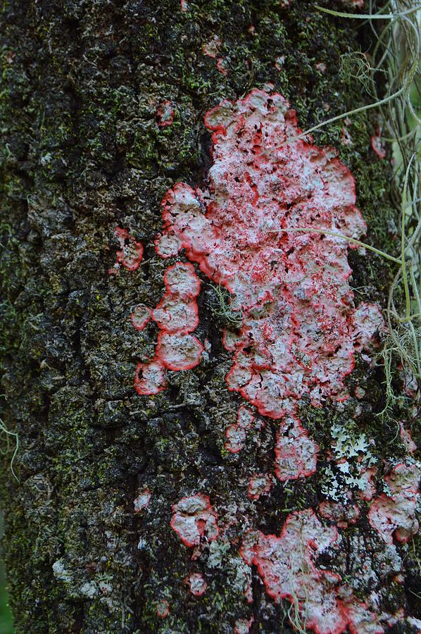 Lichen This Photograph by Warren Thompson