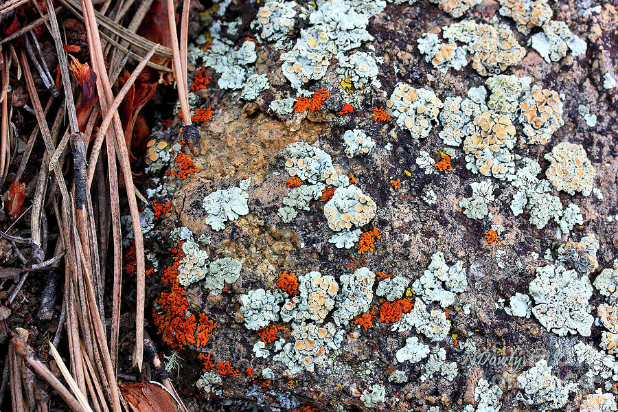 Lichen with Pine Photograph by Natalie Dowty