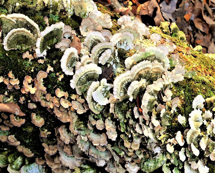 Nature Photograph - Lichens # I by Tom Horsch Photography