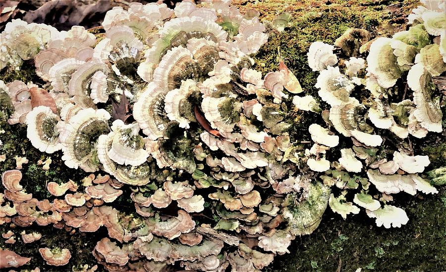 Nature Photograph - Lichens # III by Tom Horsch Photography