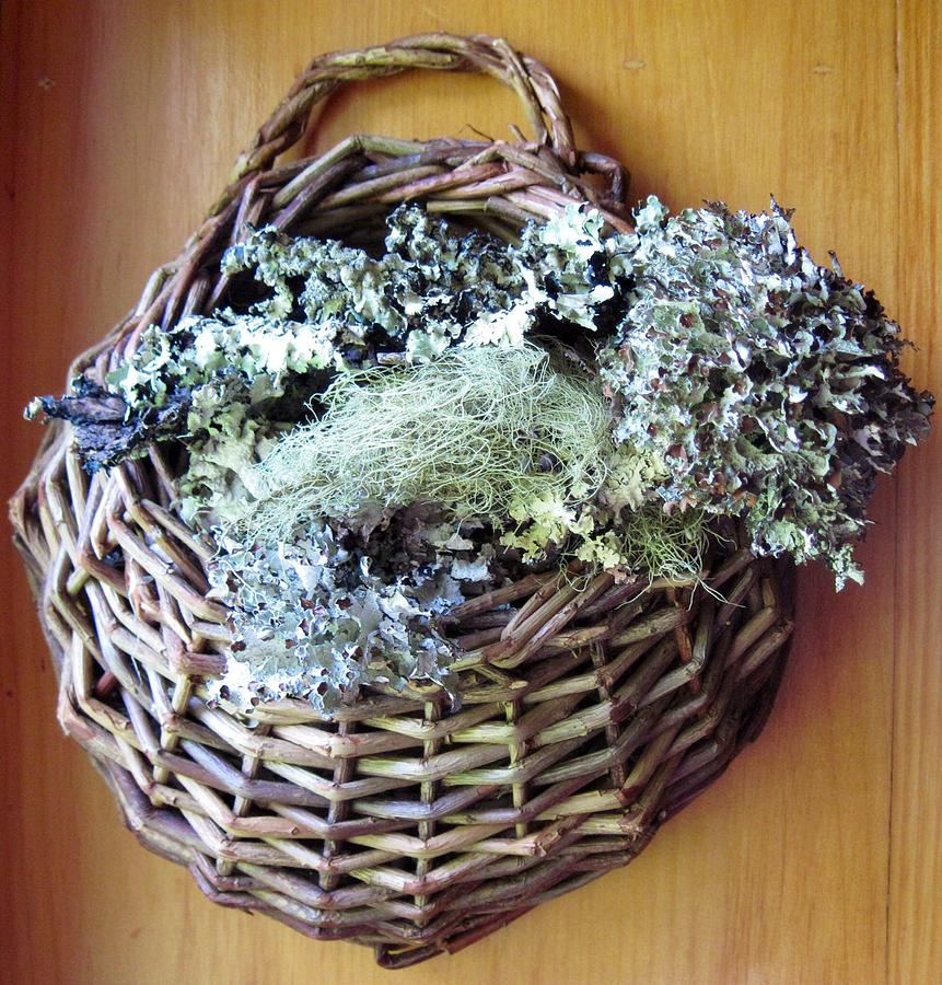 Lichens and Moss in a Basket  Photograph by Megan Walsh