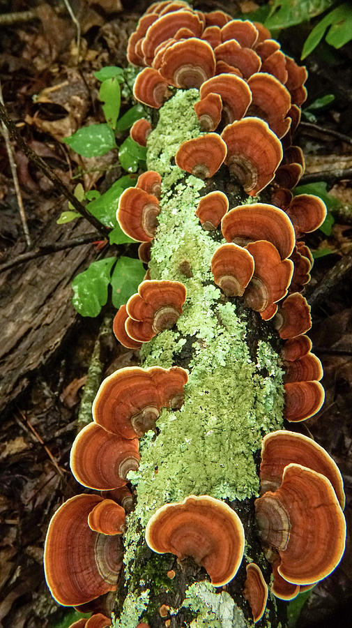 Lichens and Turkey Tails all in a Row Photograph by Douglas Barnett