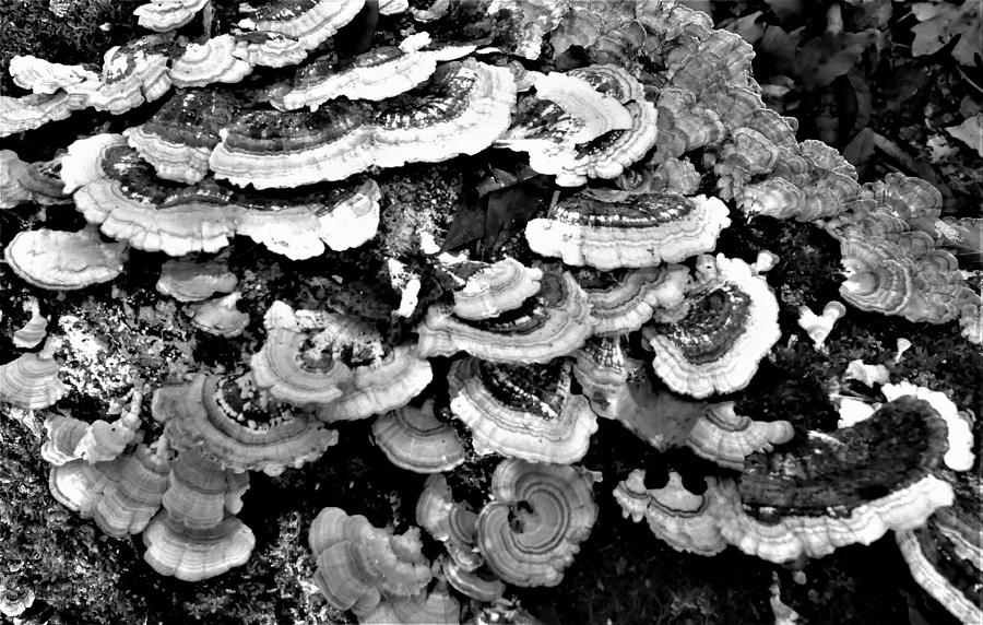 Nature Photograph - Lichens Black and White I by Tom Horsch Photography