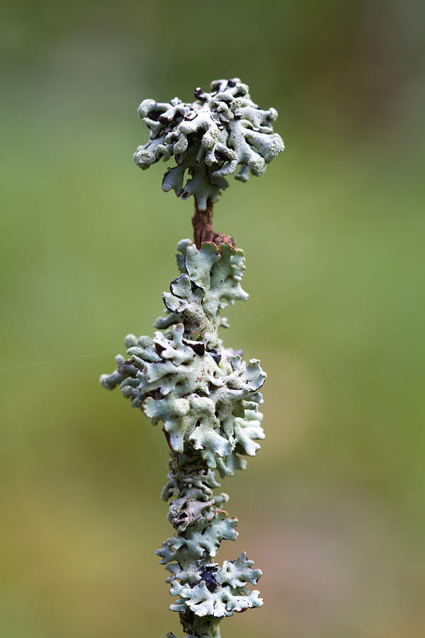 Lichens Photograph by Chris Smith