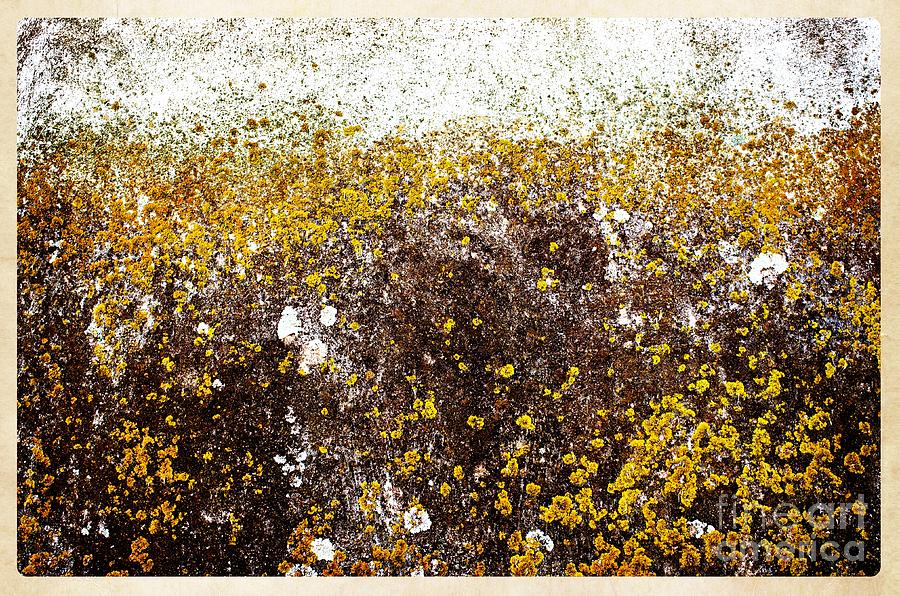 Lichens Photograph