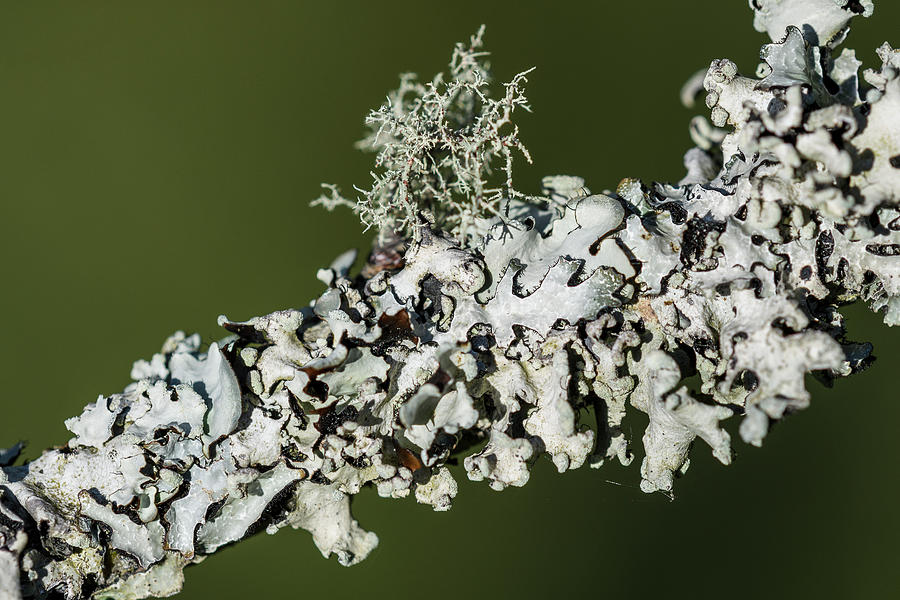 Lichens on a Limb Photograph by Robert Potts