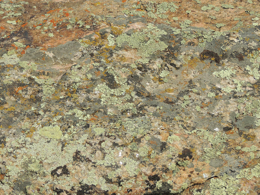 Lichens on Boulder Photograph by Jayne Wilson