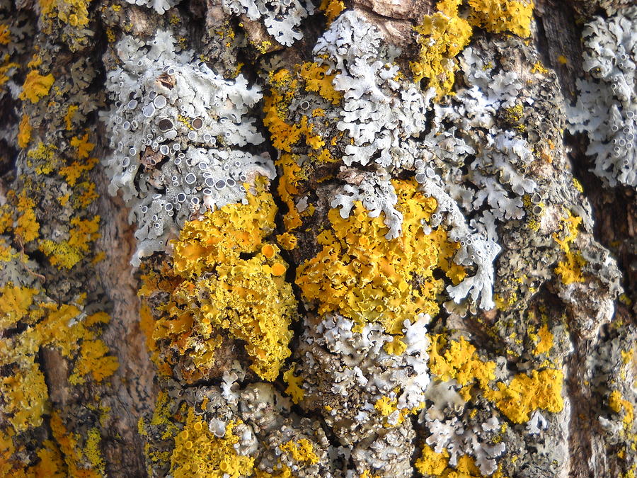 Lichens on Tree Bark Photograph by Kent Lorentzen